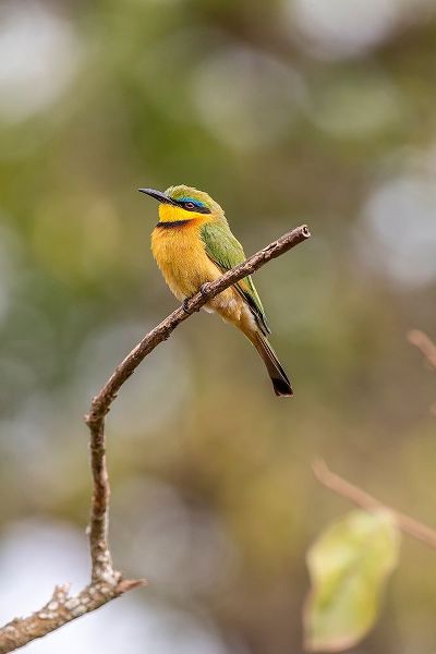 Africa-Tanzania Little bee-eater bird on limb